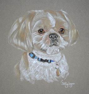 shih_tzu_charlie