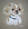 shih tzu - Charlie