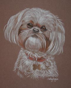 shih  tzu dog portrait - Maisy Muffin