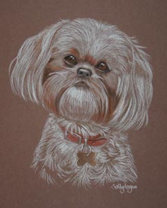 shih  tzu portrait - Maisy Muffin