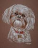 maisy muffin - shih tzu dog portrait