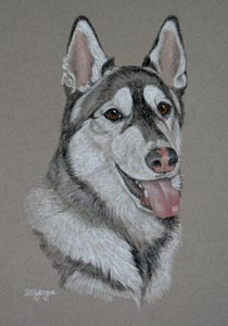 husky cross - Cheyenne