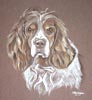 springer spaniel portrait - benson