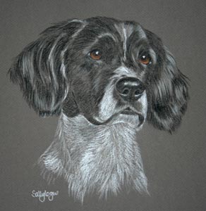 springer spaniel picture, portrait of meg