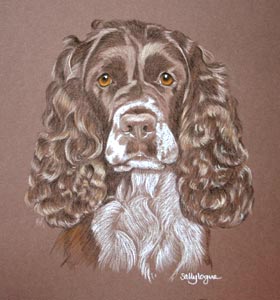 springer spaniel - sally