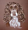 springer spaniel Sally