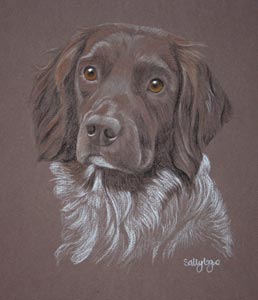 springer spaniel - archie