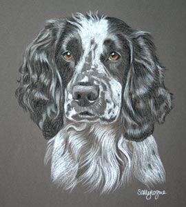 Springer Spaniel Mutley