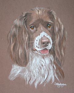 springer spaniel Vijay