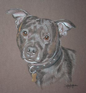 staffordshire bull terrier portrait of Thai