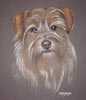 terrier portrait - scooby