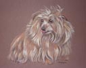 norfolk terrier  portrait - toffee