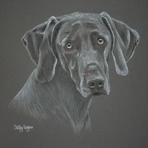 weimaraner portrait Max