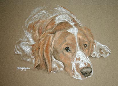 welsh springer - Jack