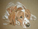 welsh springer - Jack