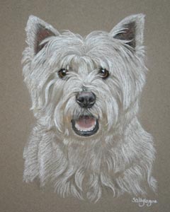west highland terrier - westie portrait of Alfie