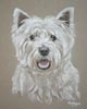 westie - Alfie