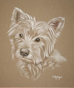 westie portrait - Jack