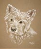 west highland terrier westie portrait of Jack