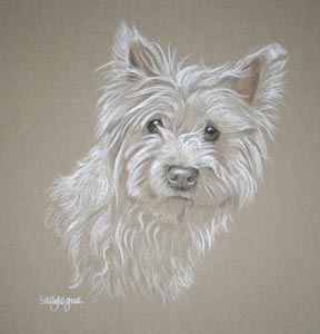 westie - west highland terrier - Lady