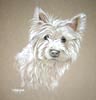 westie portrait_lady