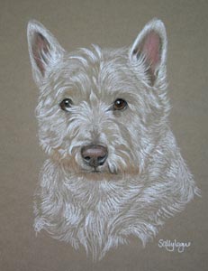 westie_tilly