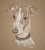 whippet Johnny