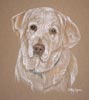 yellow labrador portrait