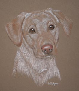 yellow labrador portrait - pippin