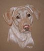 yellow labrador portrait Pippin