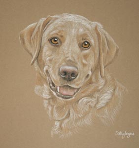 yellow labrador - Jasper