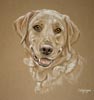 yellow lab - jasper