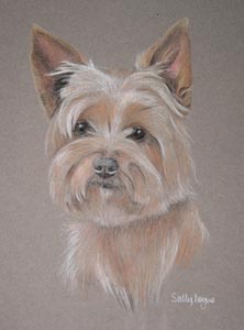 Yorkshire terrier - Candy