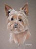 Yorkshire terrier portrait - Candy