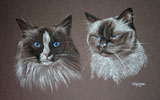 seal point birman cats - merry and Pippin