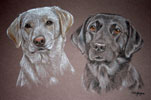 yellow and black labs - Tinker and Molly