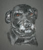 patterdale terrier - barney