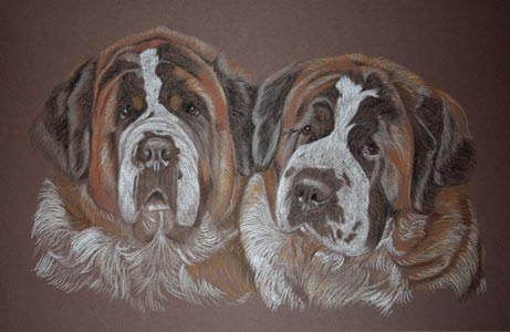 st Bernards portrait of Harry and Huggy