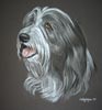 dog portrait - bearded collie - Kirby