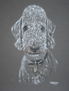 pastel portrait of theakston - bedlington terrier
