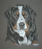 madison - bernese mountain dog