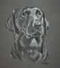 black lab - bryn