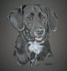 pastel portrait of Buddy Black Lab collie cross