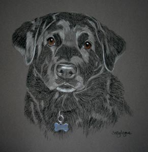 ferdie - black labrador