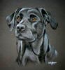 black lab portrait - fizzy