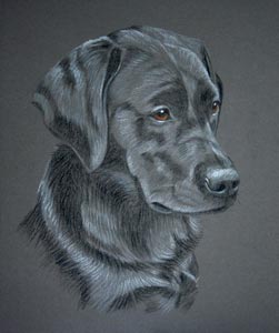 black lab pup portrait of Inca