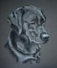 black lab pup - portrait of Inca