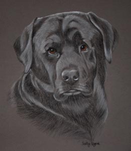 black lab portrait - tyler