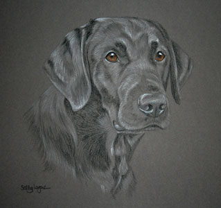 pastel portrait of Zak - Black Labrador