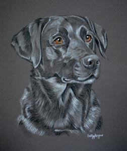 Portrait of black labrador - Flash